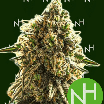 natural Harvest Apple Fritter Auto